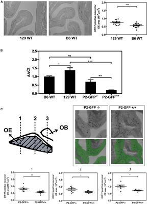 Genetic Background Effects on the Expression of an Odorant Receptor Gene